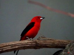 Tiergarten Schönbrunn am 23.03.2023